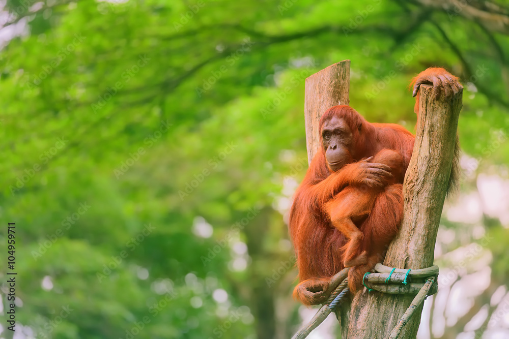 Obraz premium Adult orangutan sitting with jungle as a background
