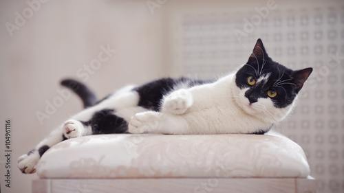 The impressive black-and-white domestic cat lies