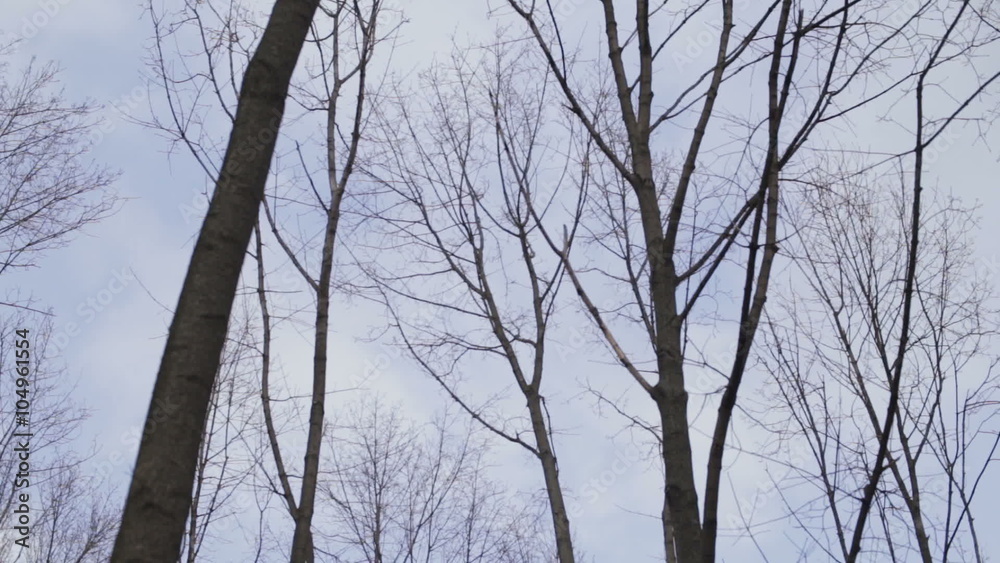 Bare tree branches against the sky