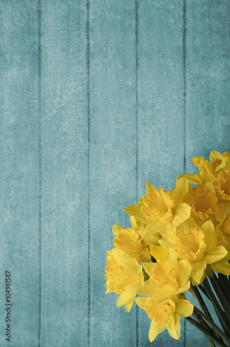 Fototapeta Naklejka Na Ścianę i Meble -  Daffodils Blossoming in front of Turquoise Wood Plank Background