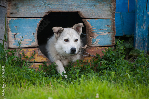 Dog inside doghouse
