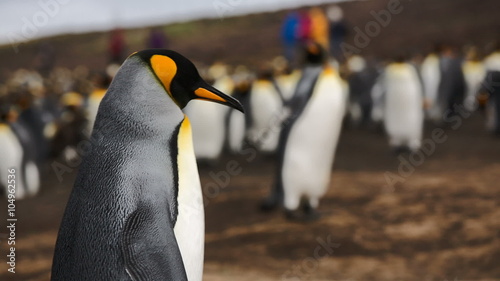 King & Gentoo penguin colony at Volunteer Point, Falkland Islands