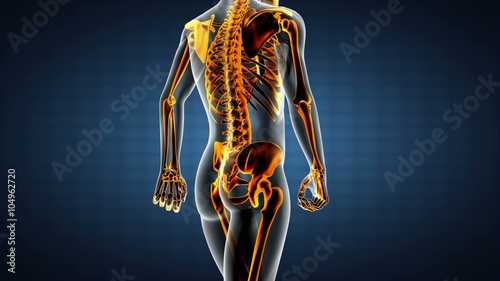 loop human bones radiographic scan. medical footage