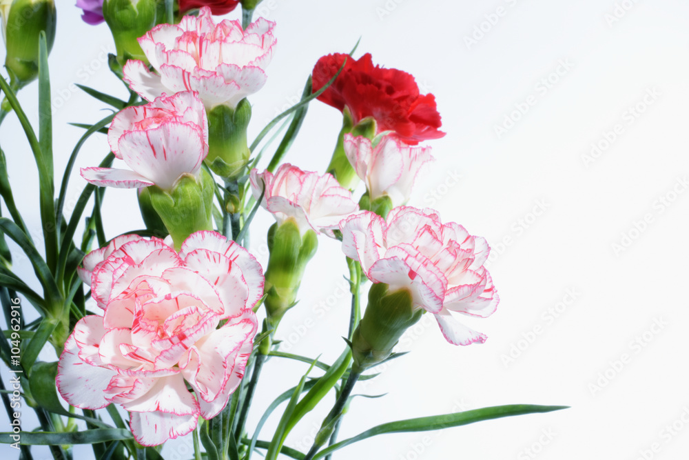 Carnation, Carnations, Pinks, Sweet William