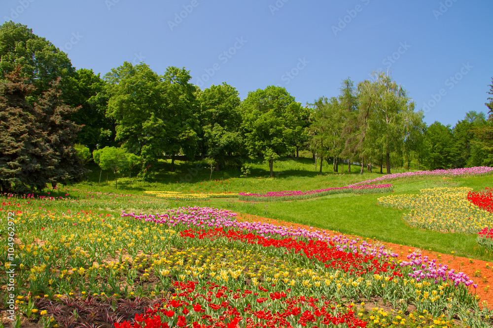 Field of colorful tulips on the background of blue sky and green