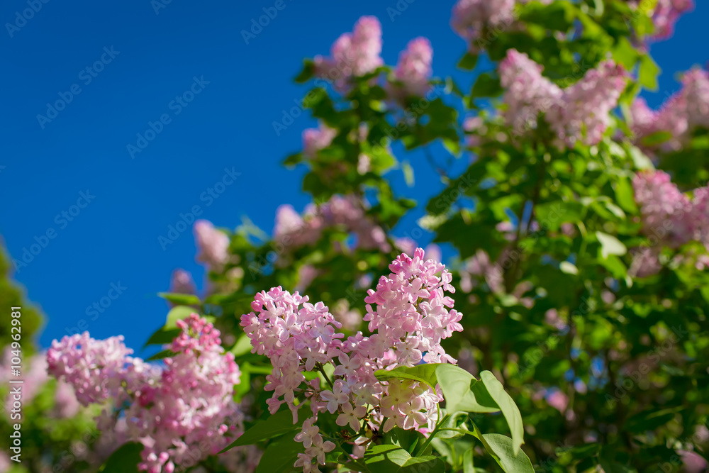 Bunch of violet lilac flower in sunny spring day in front of blu Bunch of violet lilac flower in sunny spring day in front of blu