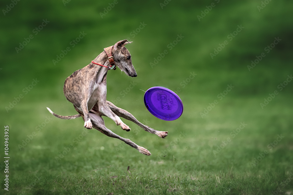 greyhound frisbee