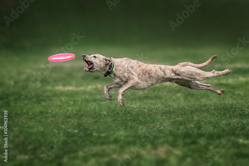 collie dog catching frisbee