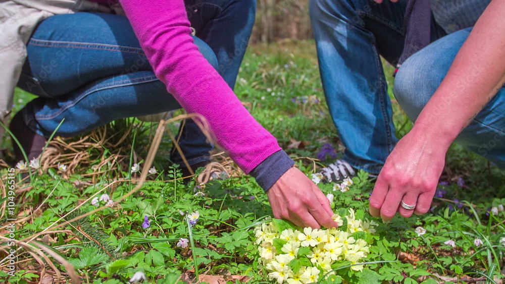 Couple during harvesting of forest flowers Couple during harvesting of forest flowers
