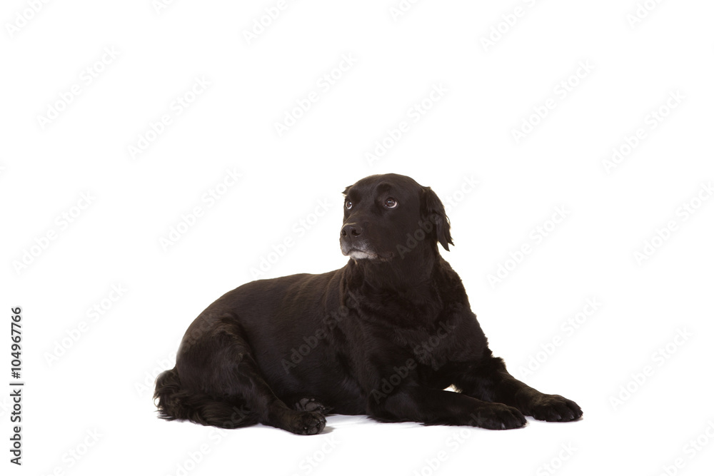 Obraz premium Black dog isolated on white