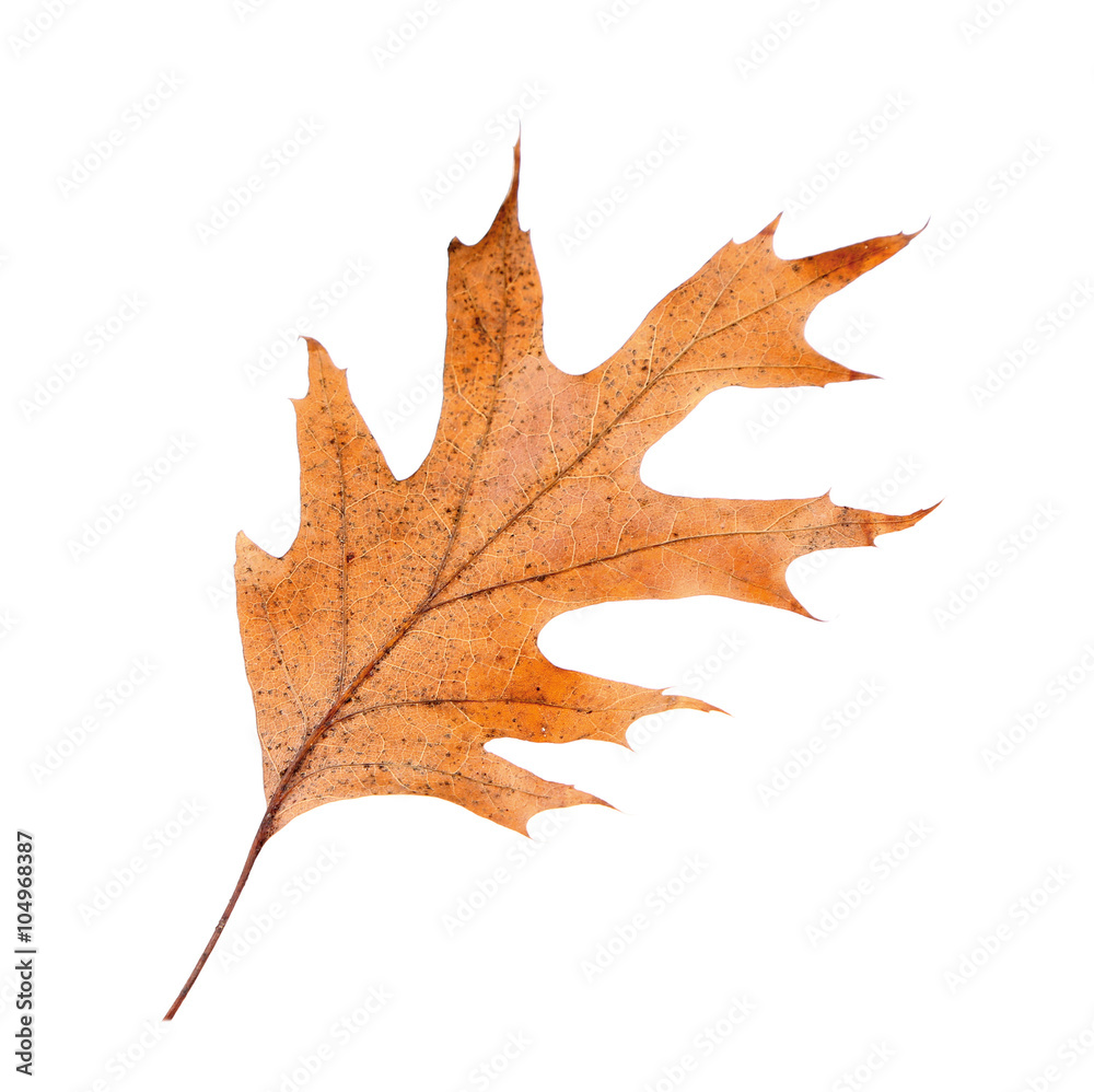 Naklejka premium Dry leaf on white background