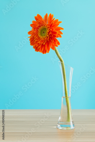 Gerbera in vase