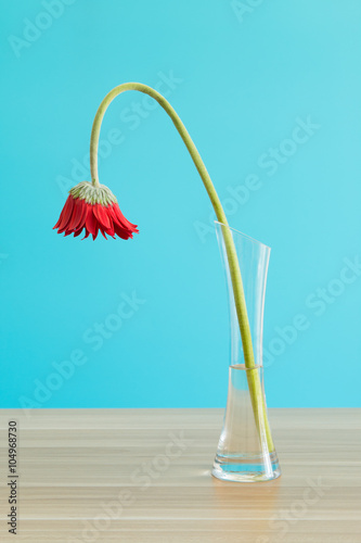 Fototapeta Naklejka Na Ścianę i Meble -  Wilted Gerbera in vase