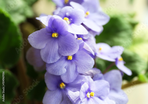 Beautiful violet plant with blue flowers, close up © Africa Studio