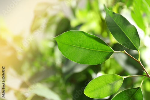 Green leaves of ficus on unfocused background
