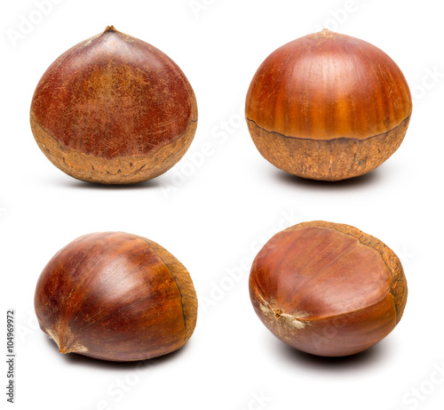 Chinese Chestnut