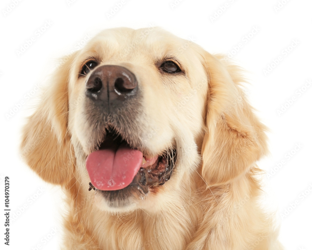 Muzzle of golden retriever, isolated on white Muzzle of golden retriever, isolated on white