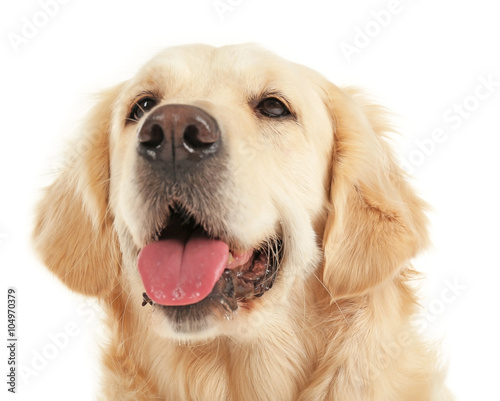 Muzzle of golden retriever, isolated on white