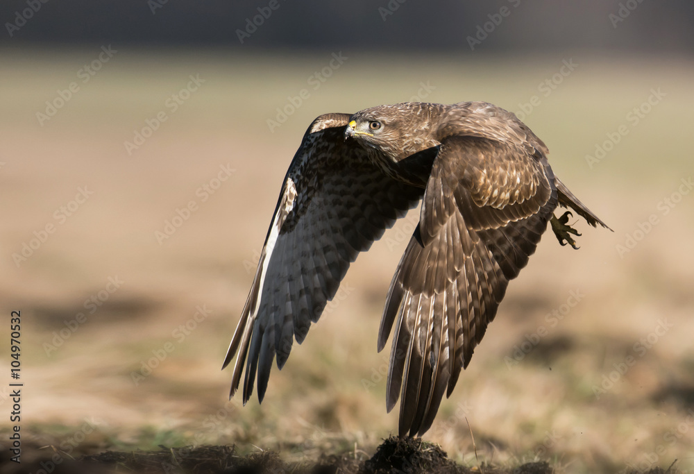 Obraz premium Common buzzard (Buteo buteo)
