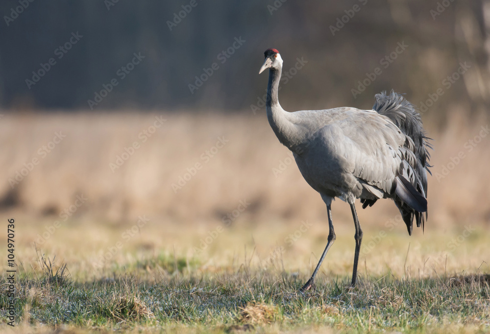 Common crane (Grus grus) Common crane (Grus grus)