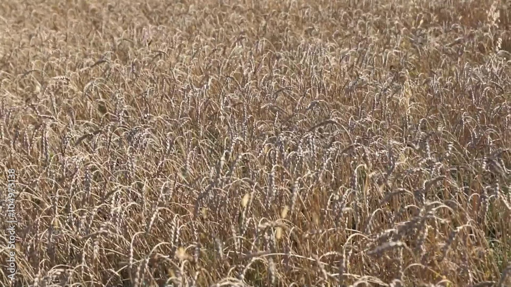 Field of ripe wheat in a sunny day Field of ripe wheat in a sunny day