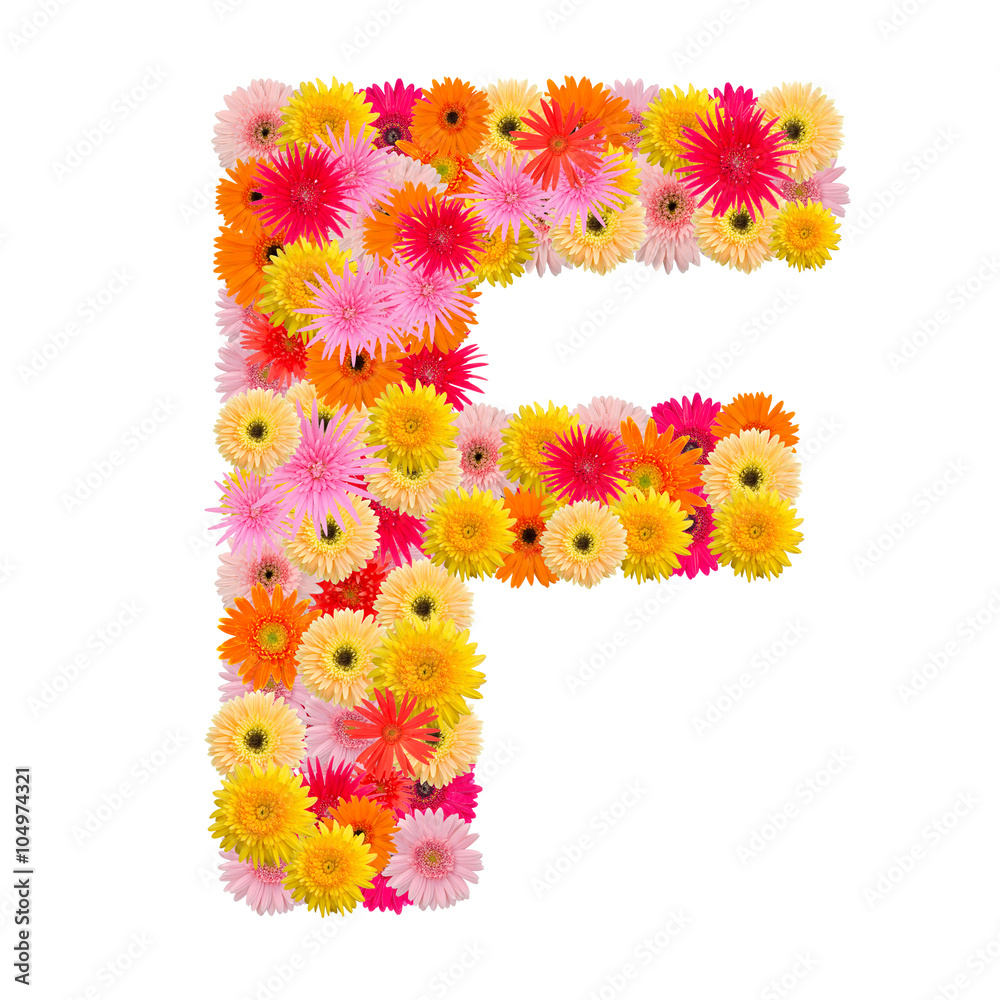 Letter F alphabet with gerbera isolated on white background Letter F alphabet with gerbera isolated on white background