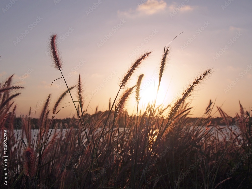 Grass flowers with sunset light background. Selective focus, soft and color filter. Grass flowers with sunset light background. Selective focus, soft and color filter.