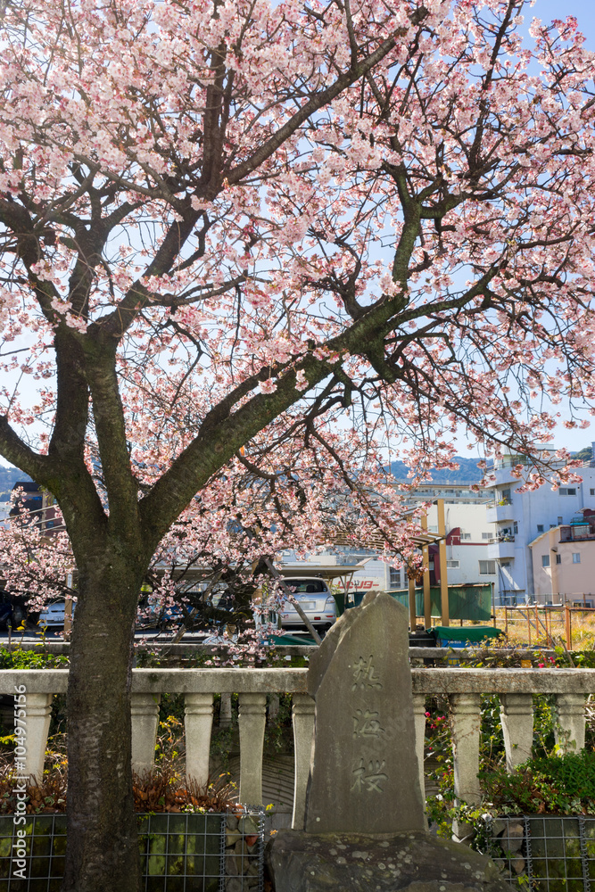 Fototapeta premium Atami Sakura / Early Cherry Blossoms