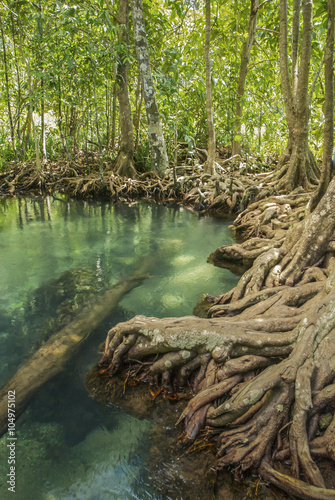 Amazing crystal clear emerald canal with mangrove forest at Tapom Krabi Thailand photo