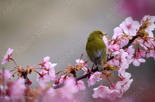 桜の花と野鳥（メジロ）