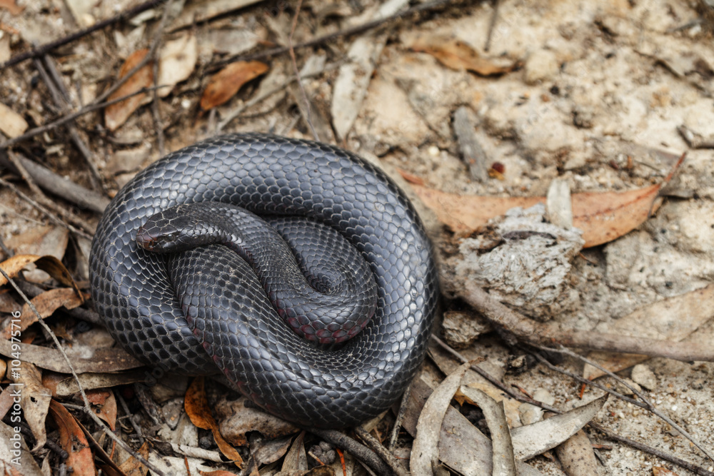 Fototapeta premium Australian red bellied black snake, Pseudichis porphyriacus