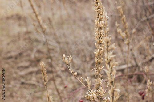 Dry plant grass. Shallow depth of field.