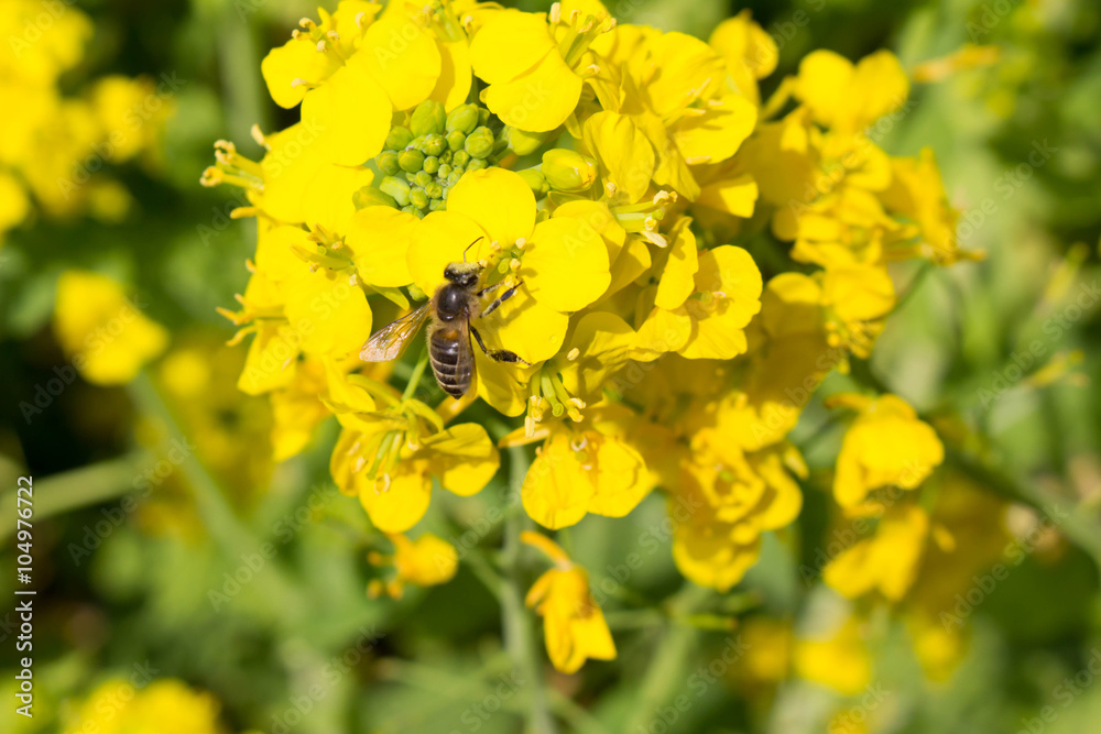 Rape flowers and a bee Rape flowers and a bee