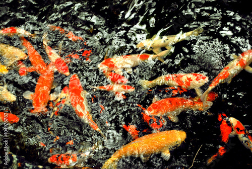 group of Koi Fish with red, orange,white and yellow color swimming in garden pool. dark background with water ripple