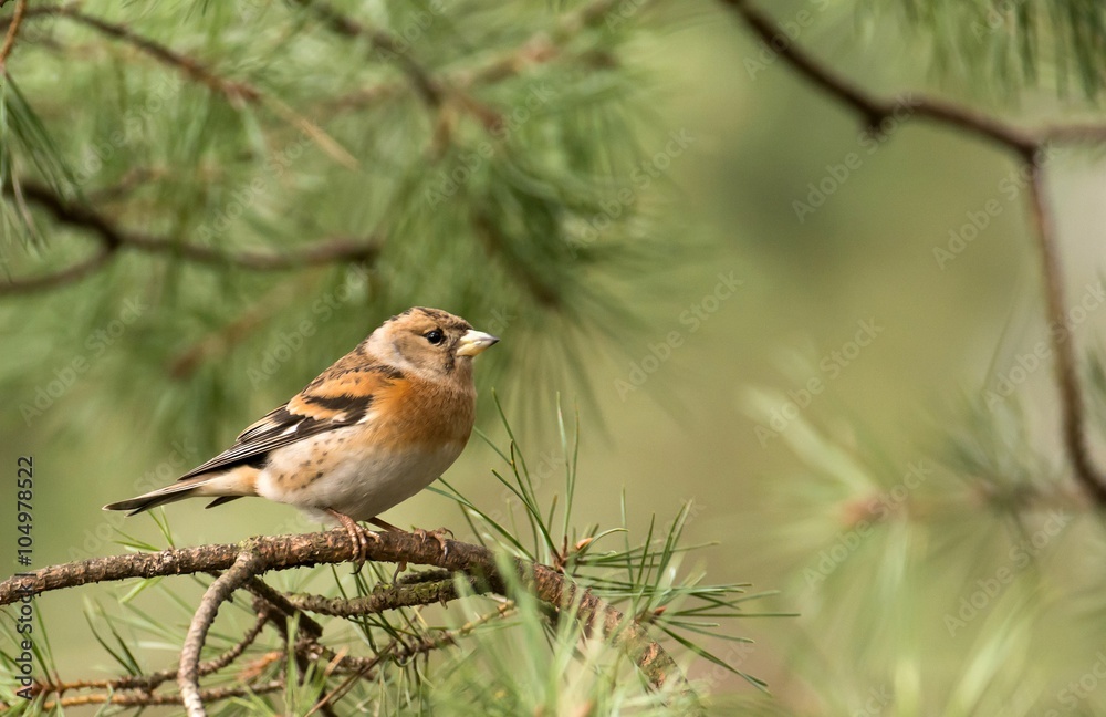 Chaffinch (Fringilla coelebs)