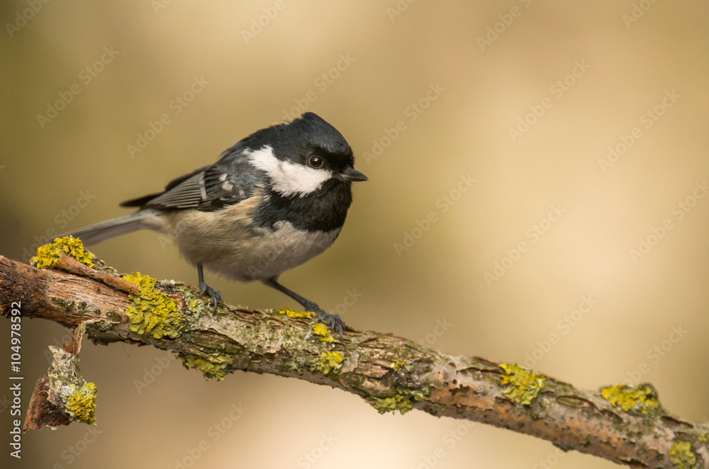 Coal Tit (Periparus ater) Coal Tit (Periparus ater)