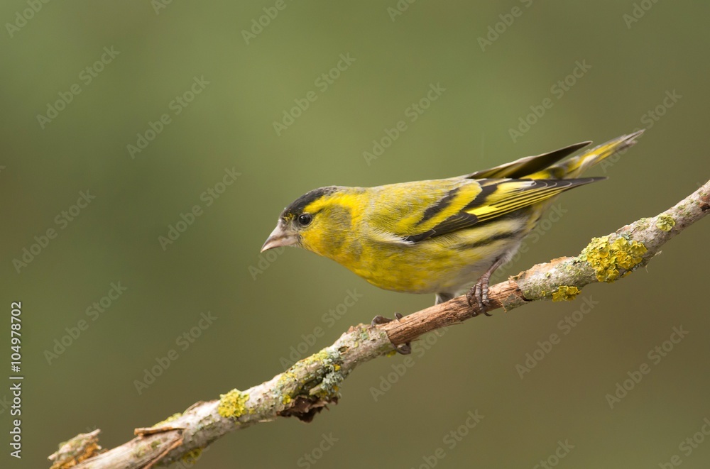 Obraz premium Siskin (Carduelis spinus)