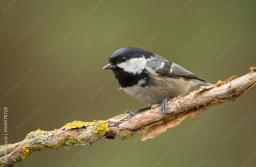 Fototapeta premium Coal Tit (Periparus ater)