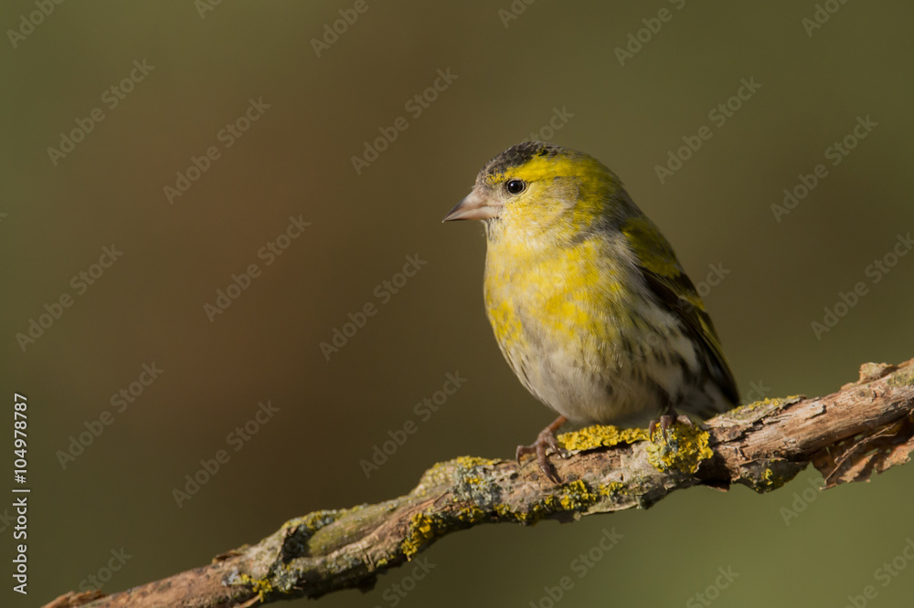 Siskin (Carduelis spinus) Siskin (Carduelis spinus)