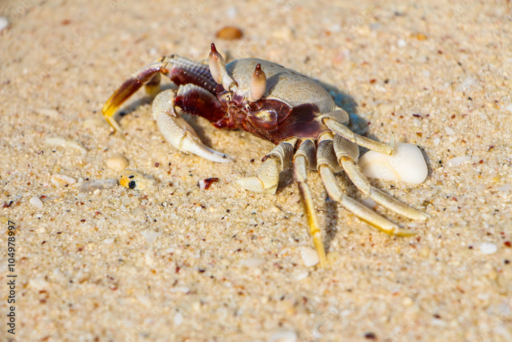 Crab on the beach