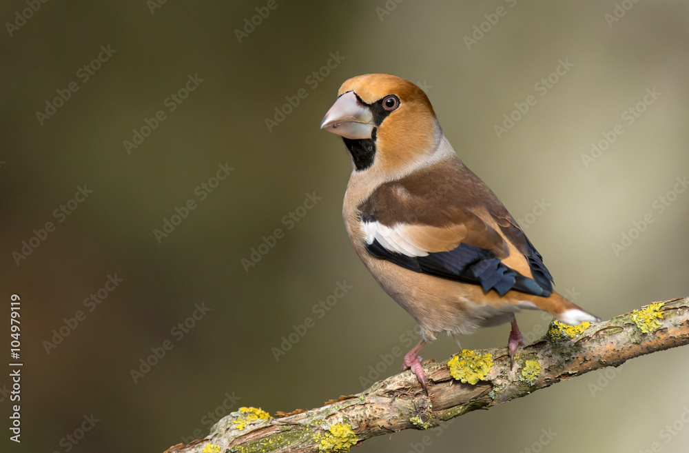 Fototapeta premium Hawfinch (Coccothraustes coccothraustes)
