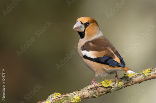 Foto Hawfinch (Coccothraustes coccothraustes)
