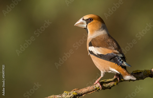 Hawfinch (Coccothraustes coccothraustes) © Piotr Krzeslak