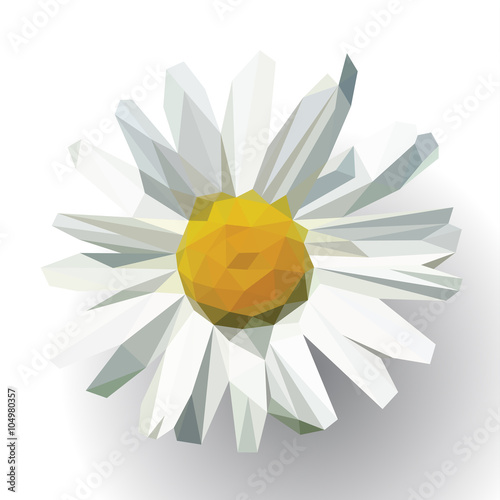 polygonal open flower with petals daisy on white