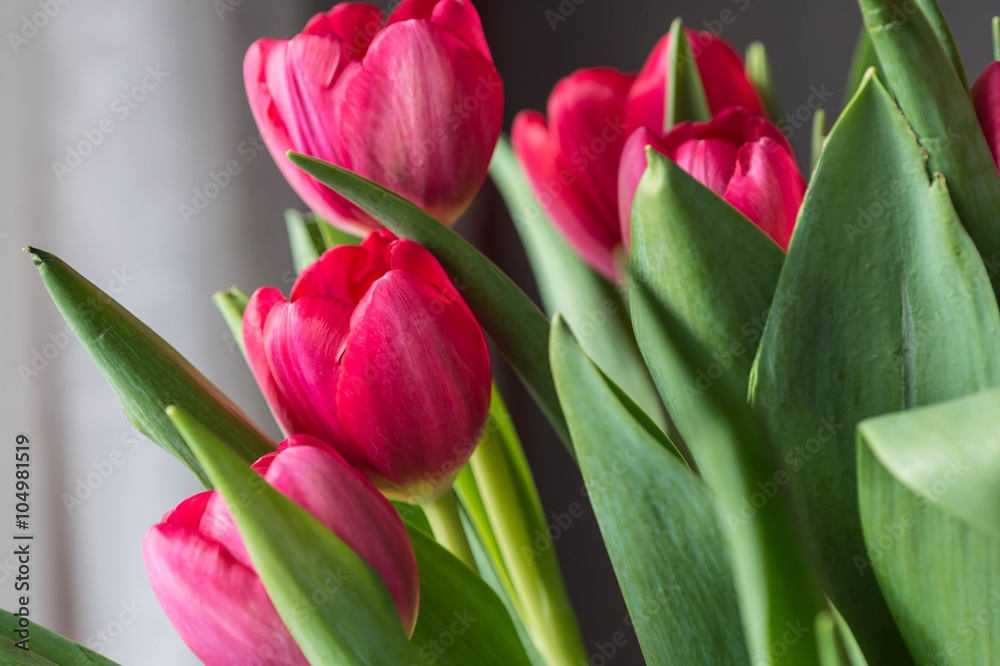Bouquet red and pink tulips close up Bouquet red and pink tulips close up