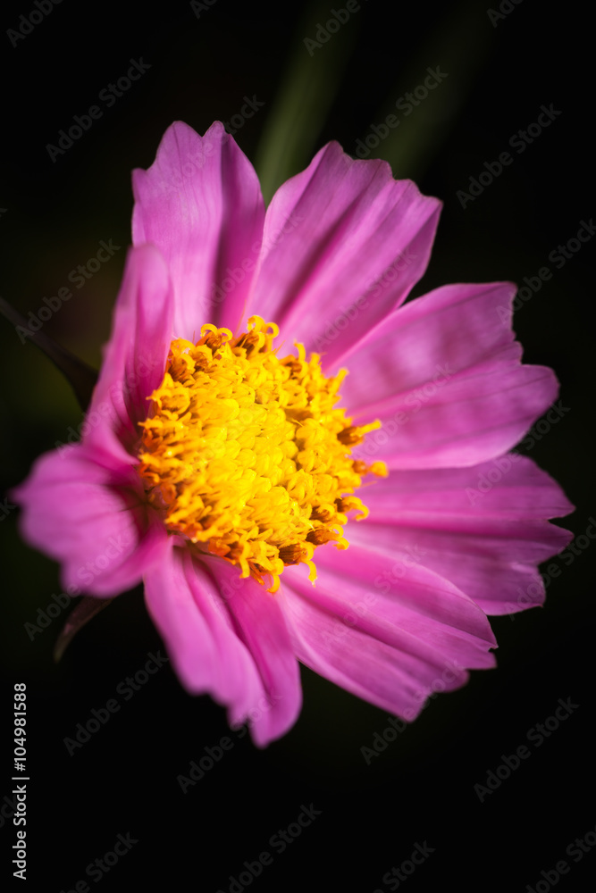 Close up of pink beauty cosmos flower over dark tone. Low key picture style