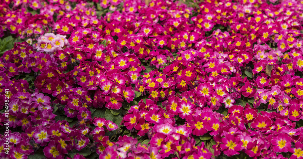 Obraz premium flowers in spring