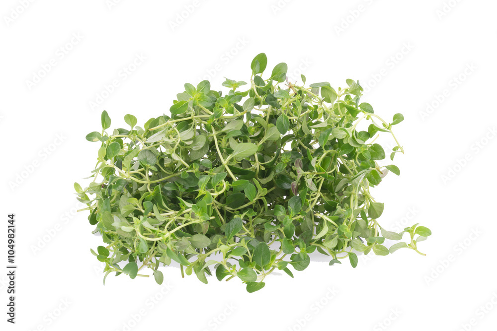thyme plant on white background