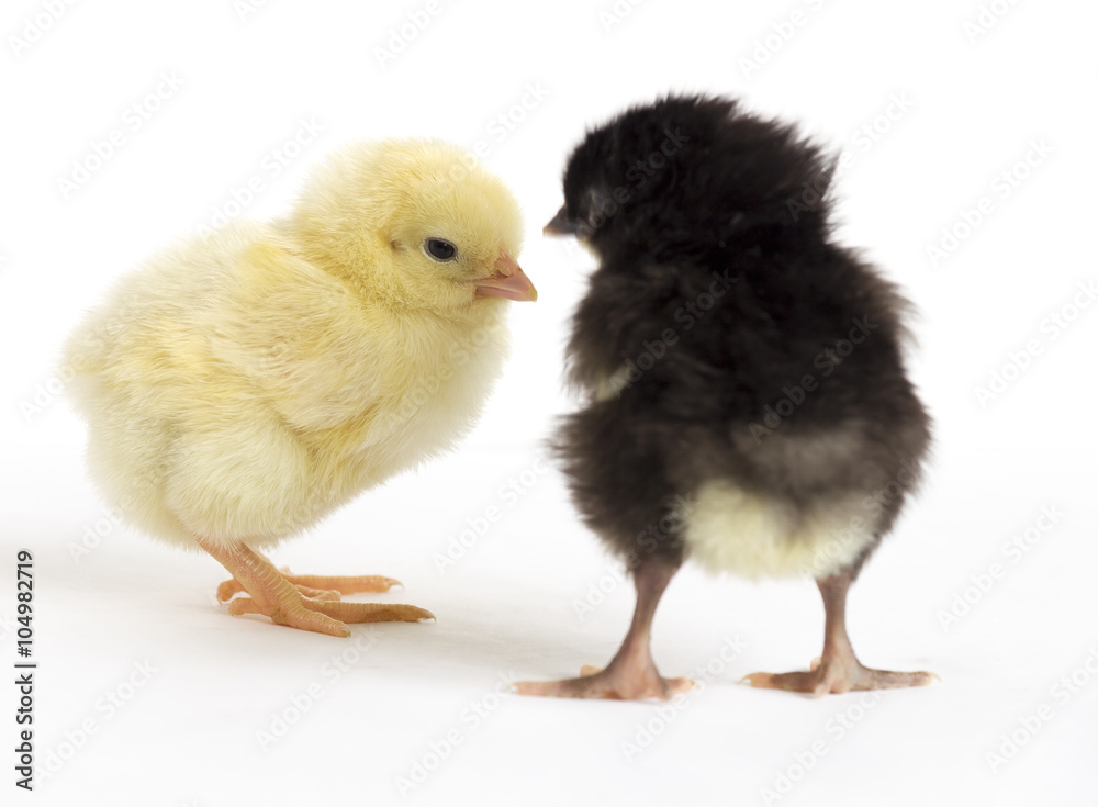 Two small chicken