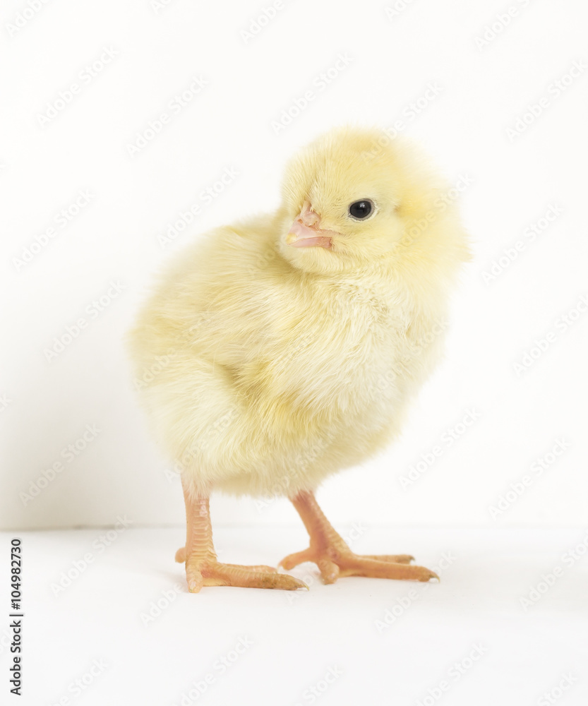 Little yellow chick Little yellow chick